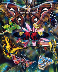 Moths And Butterflies