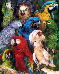 Parrots